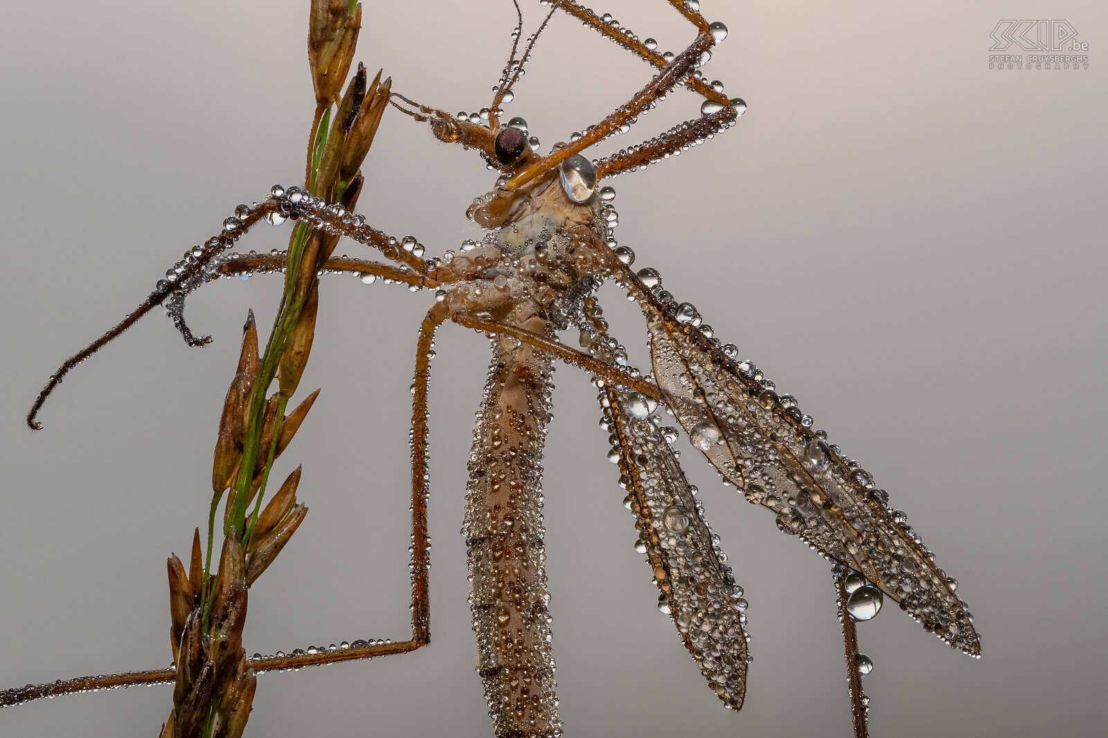 Insects - Crane fly with dew drops  Stefan Cruysberghs